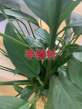 39件套手缝针家用传统缝衣针 #手缝针 #家用针线 #缝纫工具