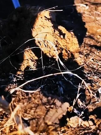 燕南大号扇煤锹(H1-5)铲煤铲雪养殖场铲粪便清理垃圾锰钢加厚铲 #大号扇煤锹 #锰钢加厚铲 #养殖场必备工具