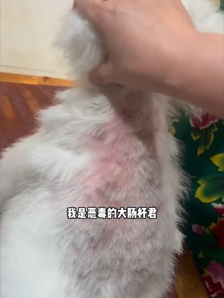 家里猫猫狗狗皮肤问题不要老是出去花大几百了,常备宠物皮肤喷剂,关键时候能用上!#萌宠好物 #新手养狗 #宠物皮肤喷剂 #科学养宠攻略 #新手养猫