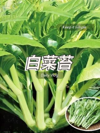 四季可种速生白菜台,适应性强,好种植,口感鲜嫩,清甜爽口!#白菜苔#蔬菜种子 #在家种菜 #阳台小院均可种植