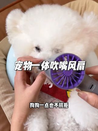 能让狗狗乖乖吹风的宝藏神奇,真的好用!#宠物用品 #养宠必备 #好物推荐🔥 #宠物好物分享 #萌宠好物