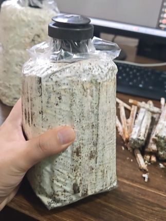 平菇枝条菌种,挂浆枝条,菌丝就是壮!#平菇种植#平菇菌种 #食用菌栽培种 #栽培种