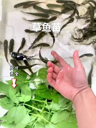 猜猜看,这批草鱼苗能长多大?评论区见分晓!包邮包活! #水产养殖 #草鱼苗 #养鱼日记 #抖音渔业 #四大家鱼
