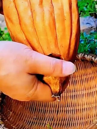 口感细腻绵甜,随便一长就几米长,种植也简单 #丝瓜 #种子 #优质农产品 #特长丝瓜