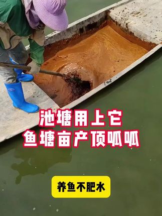 池塘肥水用上它,鱼塘亩产顶呱呱#南美白对虾 #四大家鱼养殖 #花白鲢养殖 #渔可盛