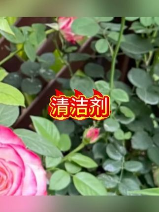 1200g1桶小苏打粉家用清洁剂清洁去油污多功能洗衣服去黄刷鞋厨房#清洁剂 #清洗剂 #清洁神器 #清洁小妙招 #清洁好物