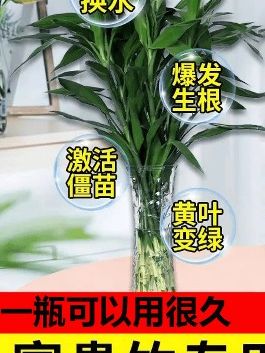 #富贵竹营养液 #富贵竹水培 #好物分享 #minecraft我的世界 #地理