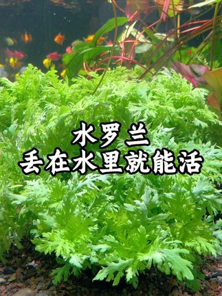 非常适合新手,老手也是喜欢的不得了的水罗兰水草,不仅好看还能增氧吸收氨氮#水草造景 #养鱼日记 #鱼缸里的大自然