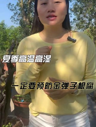 金弹子 夏季高温高湿,一定要做好金弹子的管理#园艺生活 #金弹子盆景 #花卉绿植 #种植小技巧