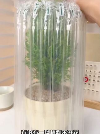 这个春天给好朋友送一盆“放青松”!希望她天天开心没有压力轻松又自在#放青松 #室内绿植 #绿植 #盆栽