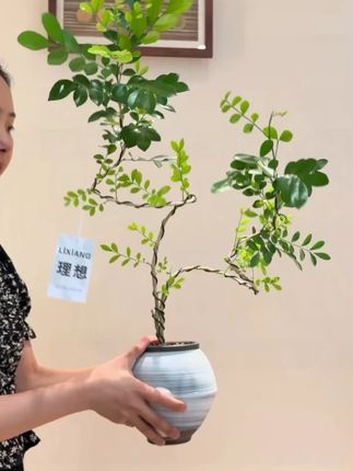 好事成双造型九里香盆栽 带陶瓷盆栽好一整套发出,整盆高度约40-50厘米。放在室内散光环境,一周浇水2次,非常好养#花卉绿植  #适合室内摆放的花卉盆栽推荐  #好看的花一定要分享给你  #驱蚊植物  #九里香