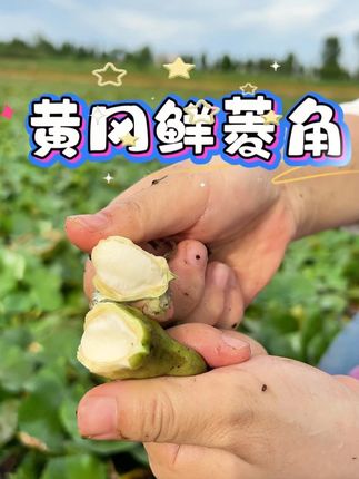 来自湖北黄冈的老菱角 做了5年的菱角,每年都在被期待。现在全部上架啦,要吃的抓紧时间下手啦#新鲜采摘 #优质农产品 #粉糯香甜