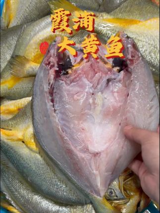 霞浦免处理黄鱼鲞,免杀免洗,精挑细选匀称高品质的鲜活黄花鱼,丰腴肚肥,完整修长的鱼身,身泛金黄~大黄鱼之乡霞浦直发 #海产品#大黄鱼#黄鱼鲞#霞浦原产地#活鱼现杀
