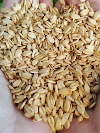 生燕麦片适合煮粥煮饭煮甜汤咸汤非真空包装,夏天热放冰箱保鲜 #强烈推荐