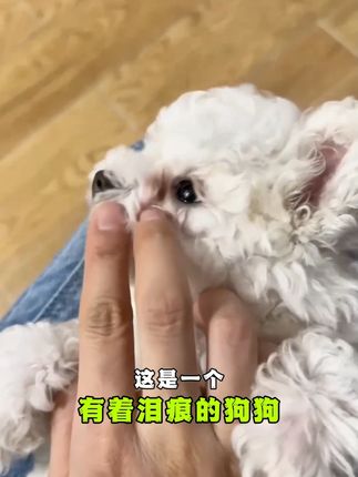 泪痕需断根,还得三文鱼蓝莓益生菌3.0配方! #荒野盛宴三文鱼蓝莓狗粮 #狗粮试吃装 #祛泪痕 #狗粮推荐