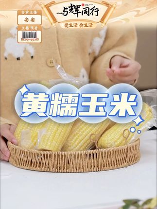2025新季黄糯玉米单根香甜软糯饱腹代餐#黄糯玉米 #糯玉米 #玉米