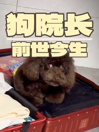 张政team宠物集诊