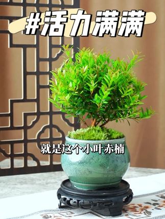 小叶赤楠喜阳喜水,很好养活 #精品盆景#花卉绿植#室内盆栽#小叶赤楠#创享绿洲