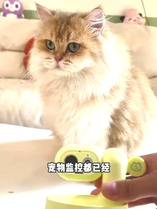 你见过能智能跟拍宠物的摄像头吗?用它,无需安装,智能拍宠