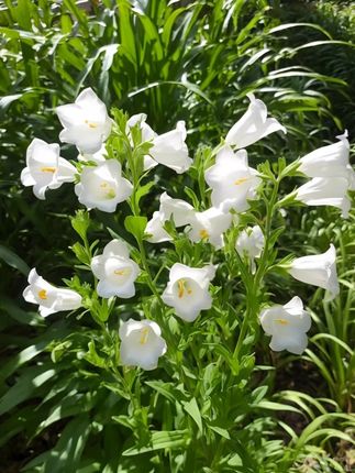 菜板+刀具+筷子全搞定,这款收纳架让厨房台面空无一物!#置物架 #家居好物 #厨房收纳 #刀具收纳架推荐 #刀具