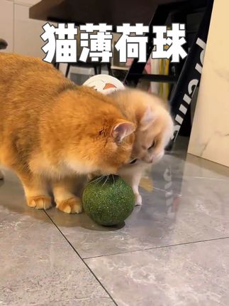 小猫咪的快乐就是这么简单#猫薄荷球 #萌宠好物 #猫玩具