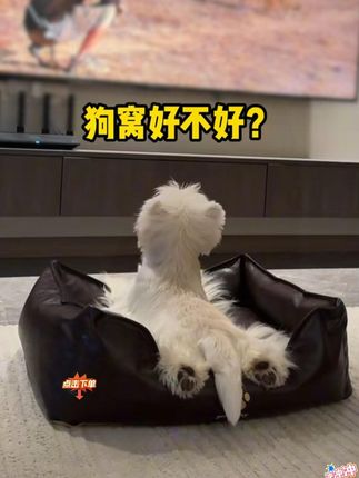 “闺蜜追着问链接!高冷灰防水狗窝,让狗窝成客厅高级摆件!”