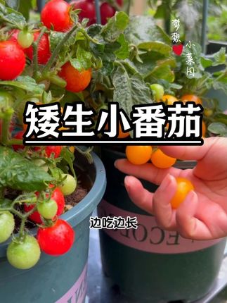 九月想种番茄,可以试试矮生小番茄#小番茄