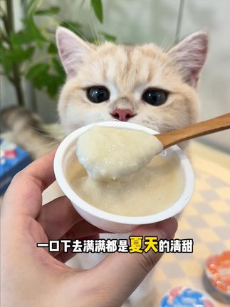 这才是猫罐头该有的价格和品质,新品冲量的时候真的好划算赶紧冲#猫罐头 #萌宠好物 #新手养猫 #养猫经验分享