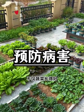 种菜要想少得病害,要常备枯草芽孢杆菌 #在家种菜 #病虫害防治 #枯草芽孢杆菌