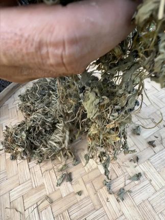 知道可以干嘛用的吗? #植物科普 #潮汕人 #潮汕话 #你见过这种植物吗 #三农