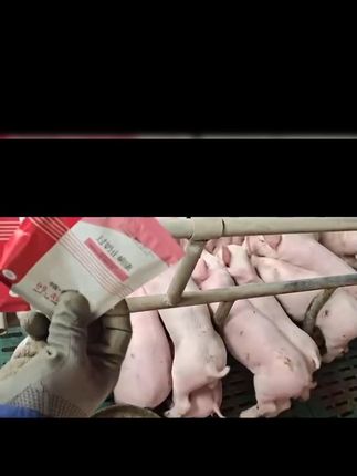 联创过奶母猪添加剂,畜牧养殖实用好物! #畜牧养殖 #母猪专用 #过奶添加剂 #联创畜牧用品 #母猪添加剂