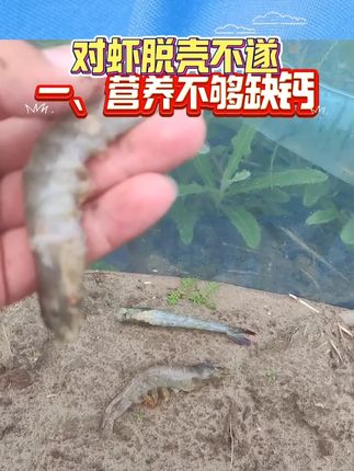 对虾脱壳不遂#水产养殖 #对虾养殖 #离子钙