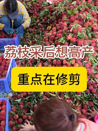 荔枝采摘后怎么修剪?荔枝采摘后管理 #果园管理 #荔枝 #果树修剪#农技推广 #抖音助农