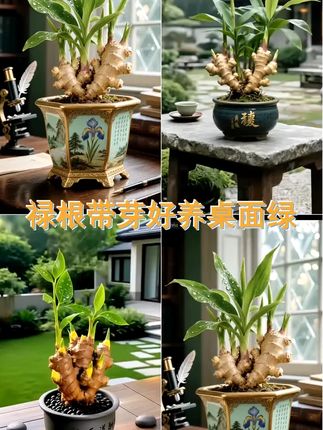 禄根带芽好养灵草不当生姜种苗种植植物办公室桌面小绿植禄根盆栽 #提升格调 #办公室盆栽 #绿植盆栽 #生姜禄根 #寓意美好
