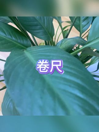 钢卷尺 #加厚耐磨 #防水防锈 #高精度 #3 5米 #测量工具