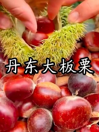 丹东的大板栗,个头饱满,颗粒均匀,都是新鲜采摘 #板栗 #美食 #粉糯香甜 #超好吃