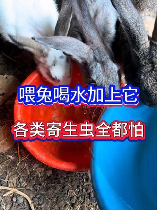 喂兔喝水加上它 各类寄生虫全都怕!喂兔喝水加上它 各类寄生虫全都怕