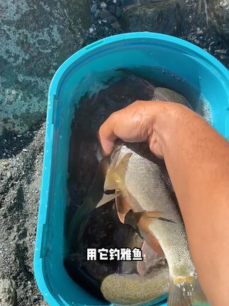 夏季钓雅鱼,就用这个北禾雅鱼浓腥溪流饵,抗急流走水,狂冲不散,鱼儿越钓越多!#钓鱼#钓雅鱼#饵料搭配#钓鱼技巧#钓鱼人