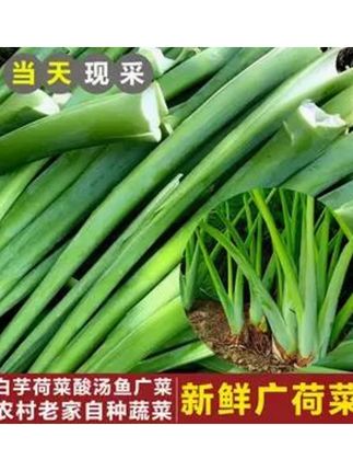 新鲜芋苗杆白广荷广菜蔬菜荷芋梗白玉芋蒙3斤开胃菜现摘农家自种#新鲜采摘 #纯天然绿色蔬菜 #美味下饭菜 #乡村味道