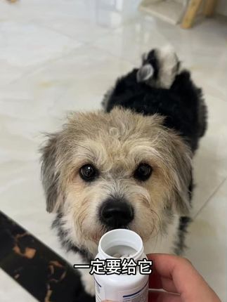 每天来两粒也就才1毛钱,家里有猫有狗的一定要多囤几瓶! #巧小熊 #宠物维生素 #萌宠好物 #新手养狗