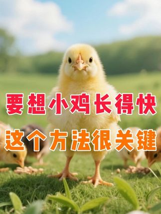 要想小鸡长得快不生病,这个方法很关键 #雏鸡开口料 #雏鸡养殖 #小鸡饲料