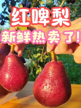软糯多汁的宝藏水果红啤梨热卖了!现摘现发,新鲜到家! #红啤梨 #梨 #应季水果 #现摘现发 #产地直发 热卖红啤梨直销整箱批发新鲜产地直发当季水果大果正宗水果冰淇淋