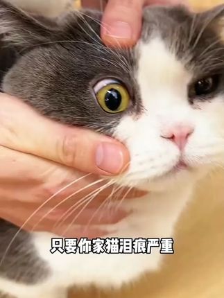 俏贝丽宠物洗眼液猫咪滴眼液狗狗泪痕清洁眼部护理温和加除臭喷雾