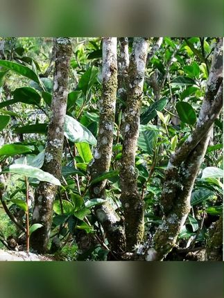 新益号2025普洱茶生茶叶旗舰店春茶易武薄荷塘古树茶高级茶叶送礼#普洱茶 #茶叶 #茶 #古树茶 #普洱茶叶