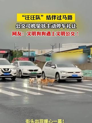 “汪汪队”结伴过马路 公交司机见状主动停车礼让 网友:文明狗狗遇上文明公交!