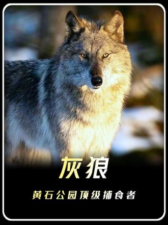 黄石公园“引狼入国”实验:14只狼如何让河流改道?