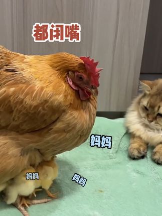 猫后生配音秀