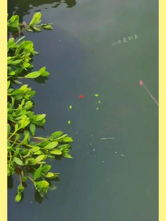 悬停逗钓免调漂七星漂线组主线套装大力马鱼线翻转鱼钩成品钓组 #鱼线主线推荐 #反底钓组 #户外钓鱼 #七星漂线组 #鱼钩成品钓组