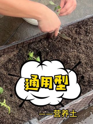 通用型#营养土 #种植小技巧 #养花小知识 #花卉绿植 #爱生活爱养花