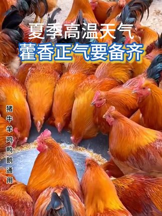夏季高热,畜禽解暑清爽清凉冰凉用藿香口服液 #解暑降温#养殖#夏季畜禽解暑#藿香口服液兽用#鸡鸭鹅养殖技术